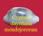 Cypraea dayritiana mondejororum, Petuch & Myers 2014